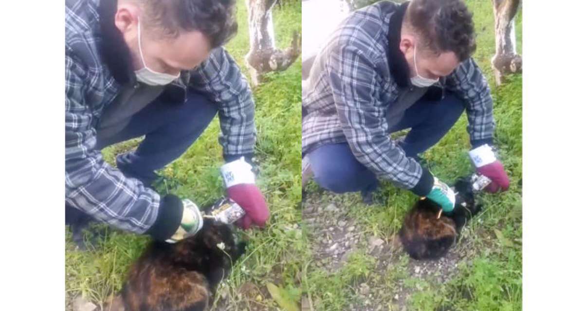 Konserve kutusuna kafasını sıkıştıran kediyi bahçe makasıyla kurtardı