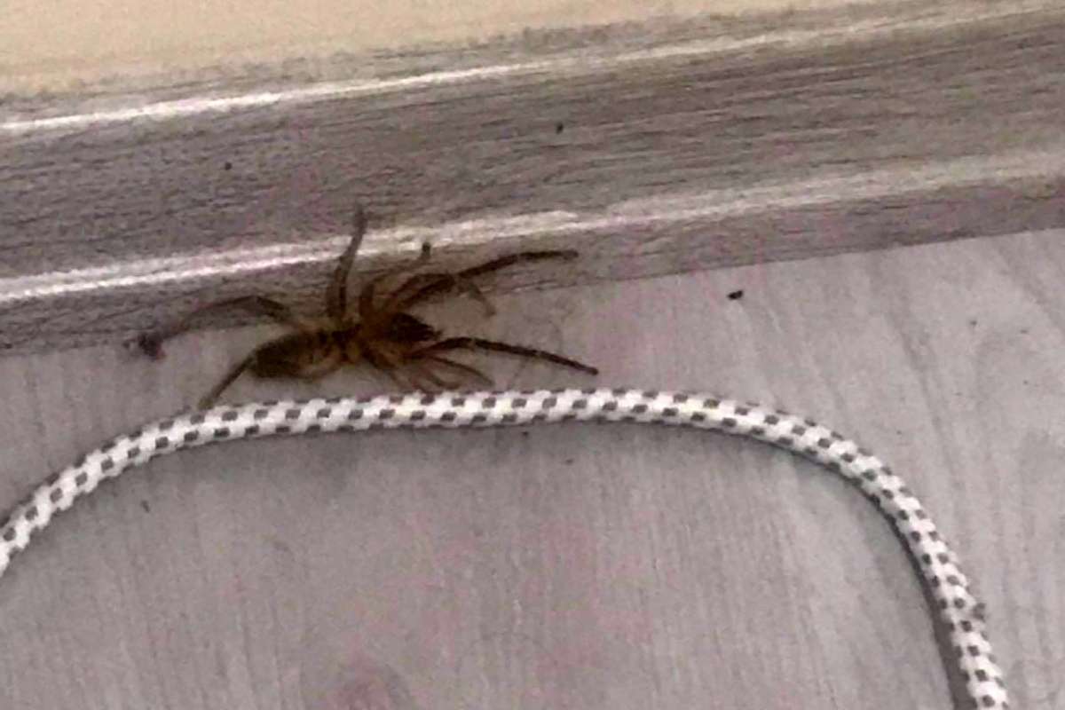 Konya'da bir evde ortaya çıkan “et yiyen örümcek” paniğe neden oldu