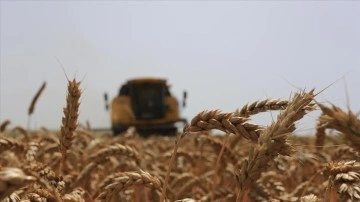 Konya'da buğdayda verim değişimi ve gelir kaybı riskine TARSİM teminatı sağlandı