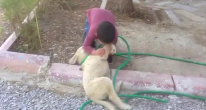 Köpeği ısıran çocuk görenleri gülme krizine soktu