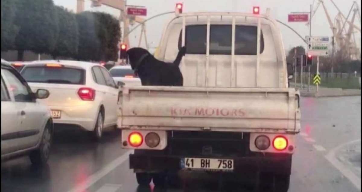 Köpeğin 85 km hızla kamyonet kasasındaki tehlikeli yolculuğu kamerada