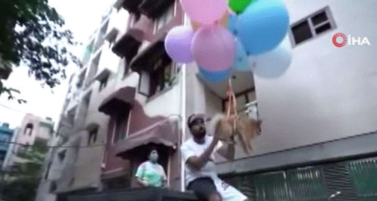 Köpeğine balon bağlayıp uçurdu, gözaltına alındı
