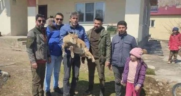 Köpeklerin saldırısından kaçan yavru yaban keçisi eve sığındı
