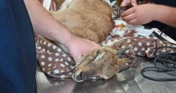 Köylüler tarafından yaralı bulunan yabani dağ keçisi tedavi altına alındı