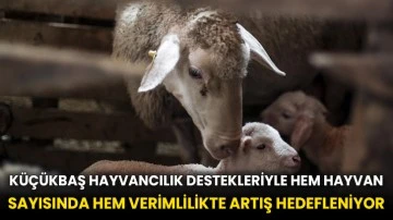 Küçükbaş hayvancılık destekleriyle hem hayvan sayısında hem verimlilikte artış hedefleniyor