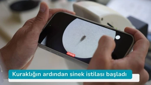 Kuraklığın ardından sinek istilası başladı