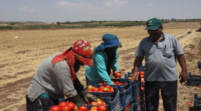 Kurban Bayramı öncesi domates üreticisi talebe yetişemiyor
