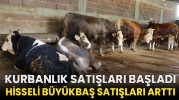 Kurbanlık satışları başladı, hisseli büyükbaş satışları arttı