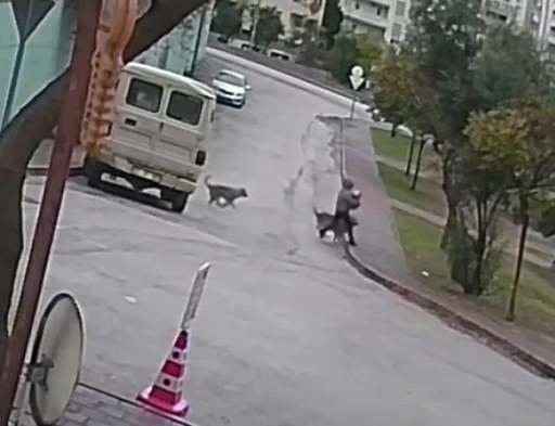 Kurt K&ouml;peklerinin Hedefindeki Kadın ve K&ouml;peği Canını Zor Kurtardı