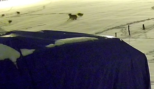 Kurtlarla d&ouml;v&uuml;şen k&ouml;pekten geriye postu kaldı