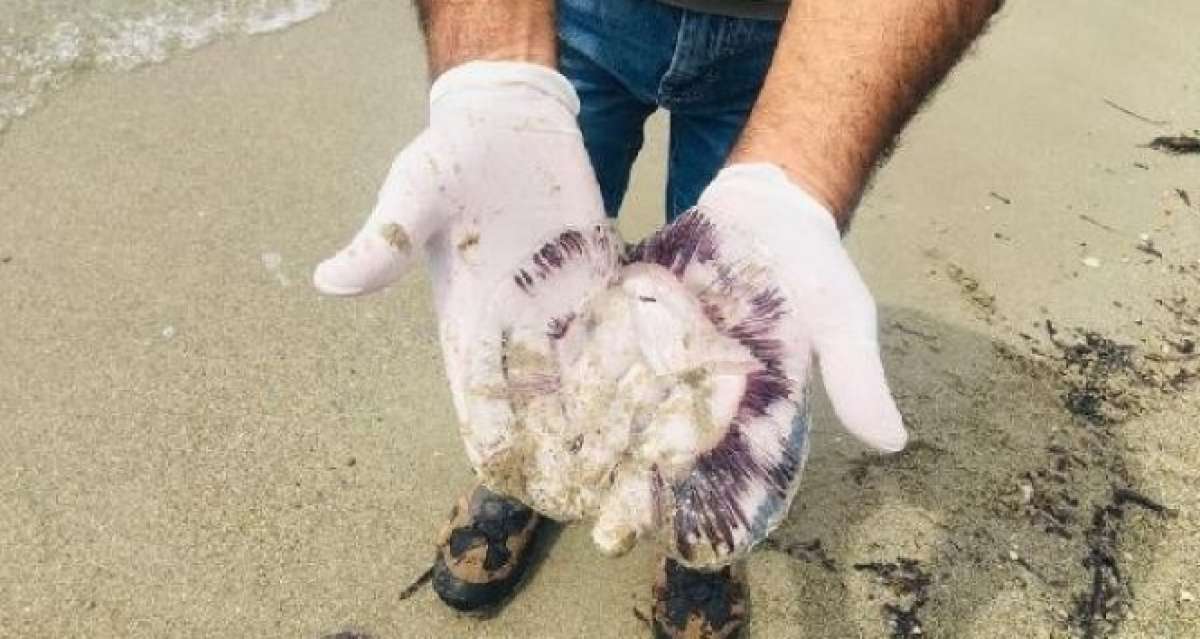 Kuşadası'nda ölü denizanaları sahile vurdu