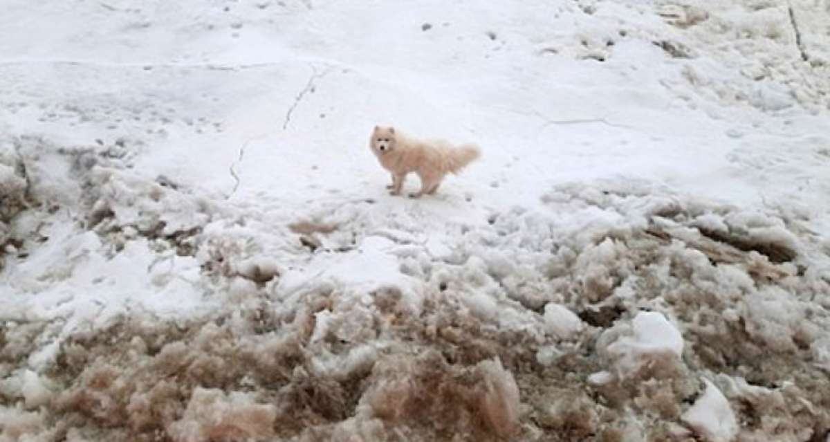 Kuzey Kutbu'nda kaybolan köpeği, Rus buzkıran gemisi buldu