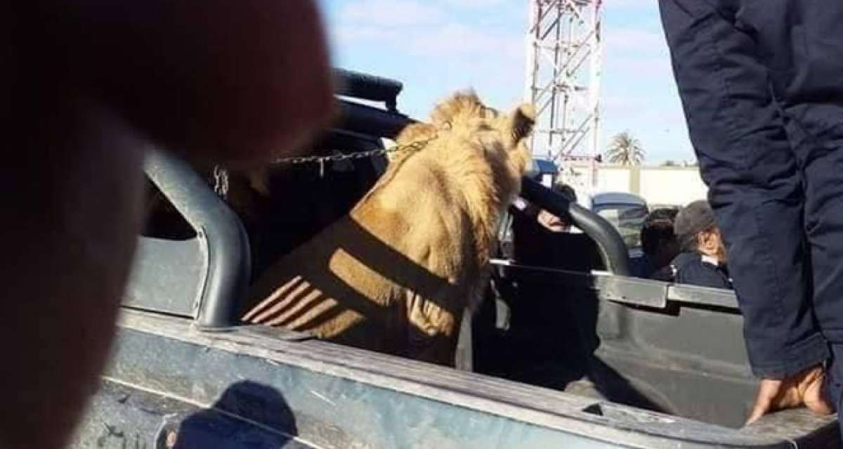 Libya'da sokakta dolaşan aslan paniğe neden oldu