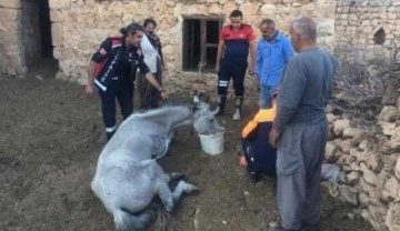 Mağarada 5 gündür mahsur kalan at kurtarıldı