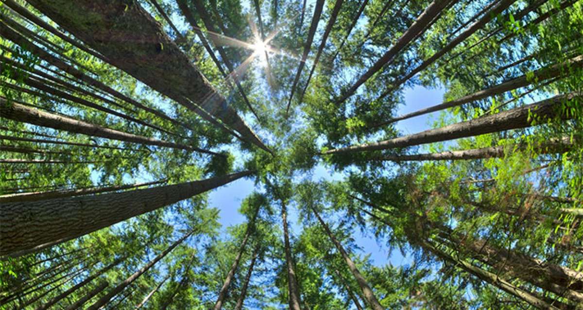 Malatya'da ormanlara giriş yasağıyla ilgili yeni karar açıklandı