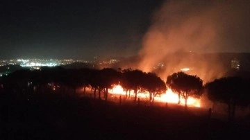 Maltepe’de çıkan orman yangını kontrol altına alındı