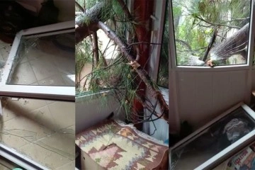 Maltepe'de devrilen ağaç evinin camlarını kırdı, facia ucuz atlatıldı