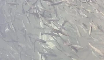 Manavgat Irmağı üzerindeki balık çiftliğinde 13 bin alabalık telef oldu