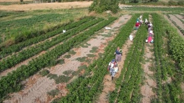 Manisa Gördes'te suyla buluşan topraklarda çeşit arttı, hasat bereketlendi