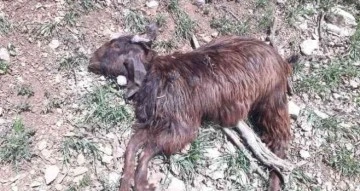 Mardin’de kurtlar sürüye saldırdı: 20 keçi telef oldu