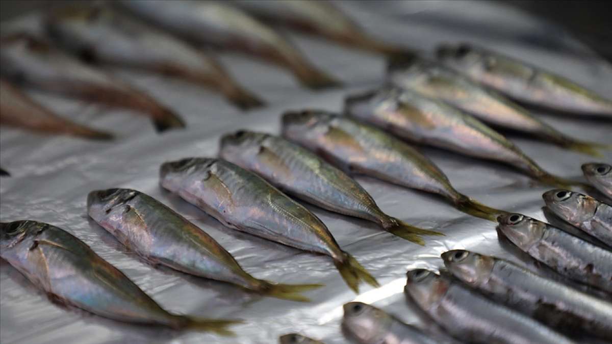 Marmara'da 12, Karadeniz'de 7 balık türünde mikroplastik tüketimi tespit edildi