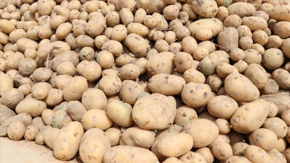 Mayısta fiyatı en fazla artan ürün patates, en çok düşen ise sivri biber oldu