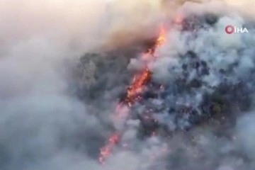 Meksika'da orman yangını: 4 bin hektardan fazla alan kül oldu