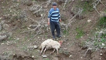 Merada kurtlar sürüye saldırdı; 50 koyun öldü