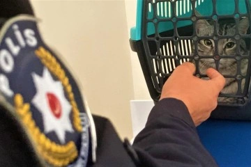 Mersin’de 2 aylık felçli kedi, polis memurunun sayesinde yürümeye başladı