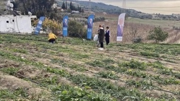 Mersin'de kadınların ektiği "şevketibostan" bitkisi hasat edildi