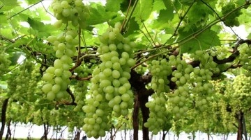 Mersin'de &ouml;rt&uuml; altında &uuml;z&uuml;m hasadı başladı