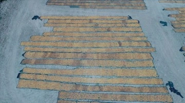 Mevsimlik tarım işçilerinin kayısı mesaisi başladı