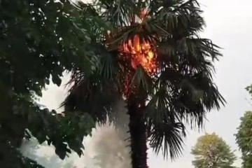 Millet bahçesinde yanan palmiye itfaiyeyi harekete geçirdi