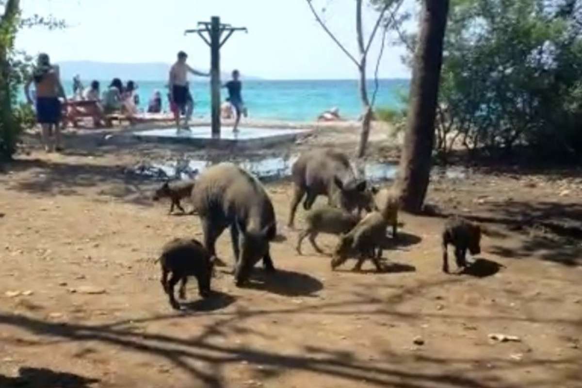 Milli Park'taki domuzlar tatilcilerin arasında dolaşmaya başladı