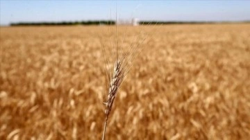 Mısır'ın buğday ithalatına BAE'den 500 milyon dolar fon desteği