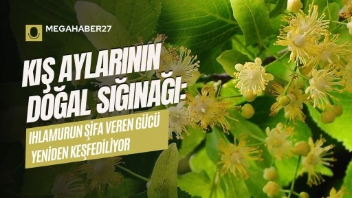 Kış Aylarının Doğal Sığınağı: Ihlamurun Şifa Veren Gücü Yeniden Keşfediliyor