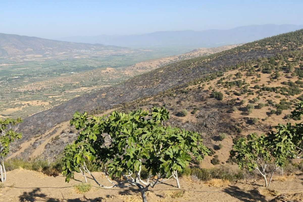 Nazilli'deki orman yangını kontrol altına alındı