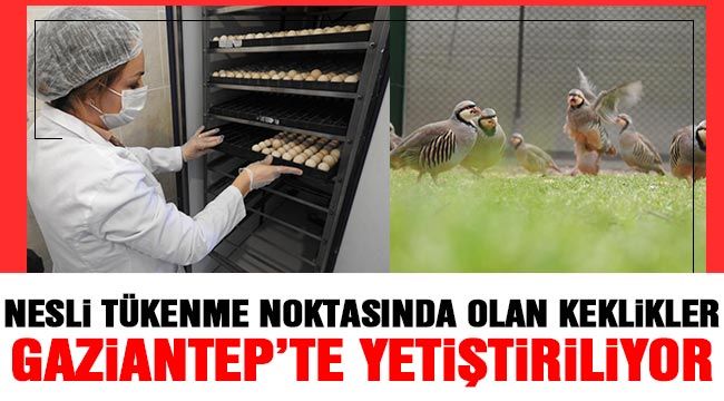 Nesli tükenme noktasında olan keklikler Gaziantep’te yetiştiriliyor
