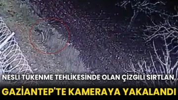 Nesli tükenme tehlikesinde olan çizgili sırtlan, Gaziantep'te kameraya yakalandı