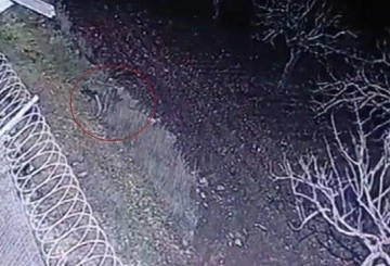 Nesli tükenme tehlikesinde olan çizgili sırtlan, Gaziantep’te kameraya yakalandı