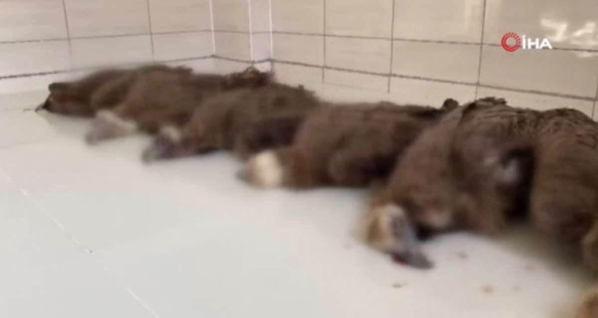 Nesli tükenme tehlikesiyle karşı karşıya olan 7 akbaba zehirlenerek öldürüldü
