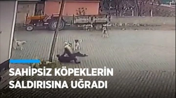 Nevşehir'de sahipsiz köpeklerin 69 yaşındaki kişiye saldırması güvenlik kamerasında
