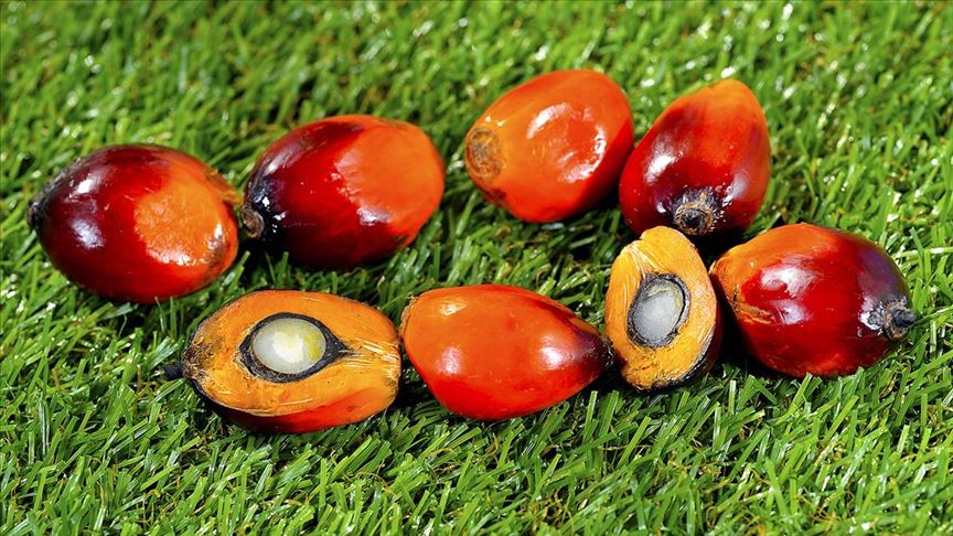 Nijerya palmiye yağına yıllık 500 milyon dolar ödüyor