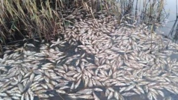 Obruk Gölü&rsquo;nde yüzlerce balık öldü