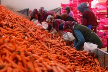 Ocak ayında elle s&ouml;k&uuml;m&uuml; yapılan havu&ccedil;, d&uuml;nya pazarına hazırlanıyor