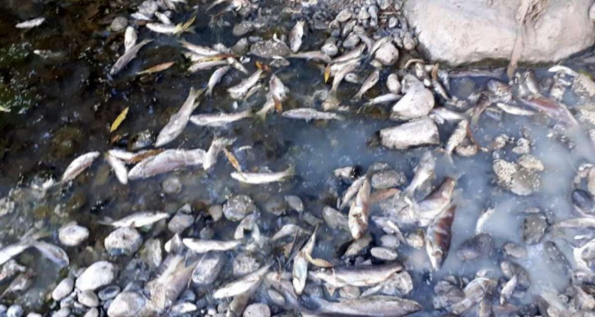Osmaniye'de toplu balık ölümleri tedirginliğe yol açtı
