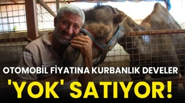 Otomobil fiyatına kurbanlık develer 'yok' satıyor!