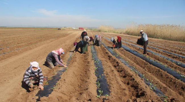 (Özel) Suriye sınırında biber fideleri toprakla buluşmaya başladı 