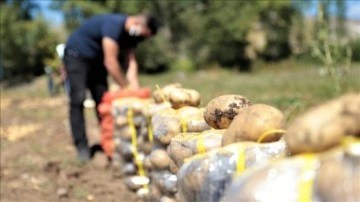 Pasinler Ovası'nda sertifikalı tohumla üretilen patateste kuraklığa rağmen rekolte arttı