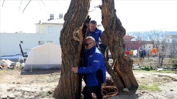 Pazarcık'ta depremin etkisiyle ikiye ayrılan ağacı deprem uzmanı yorumladı